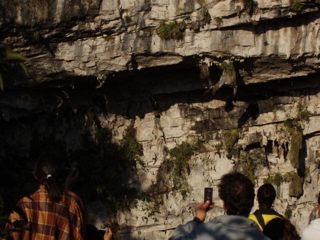  Sotano de las Golondrinas 